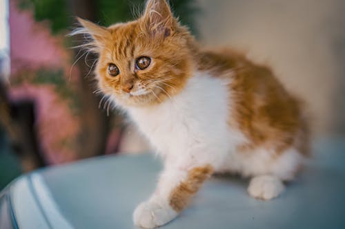 Foto stok gratis anak kucing, binatang, fotografi hewan peliharaan