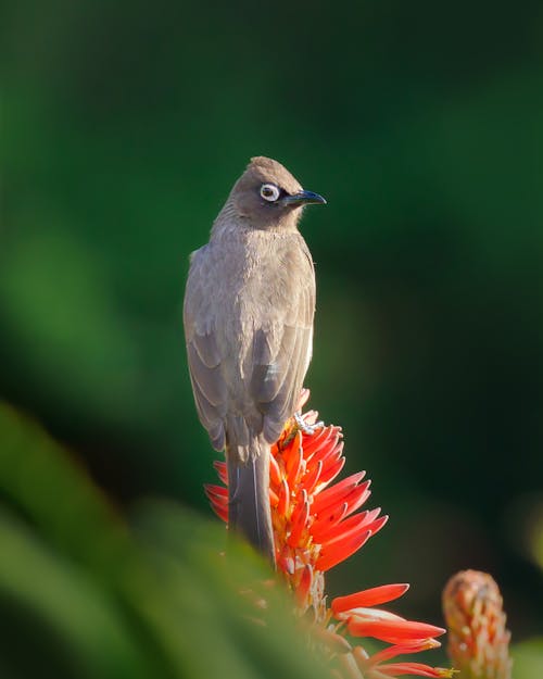 бесплатная Коричневая птица сидит на красном цветке Стоковое фото