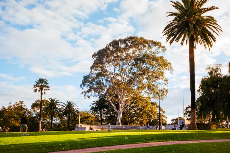 Lawns and palm trees in Kings Park in Perth, Australia