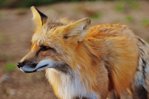 Nahaufnahmefoto Des Wahren Fuchs Tieres Zur Tageszeit