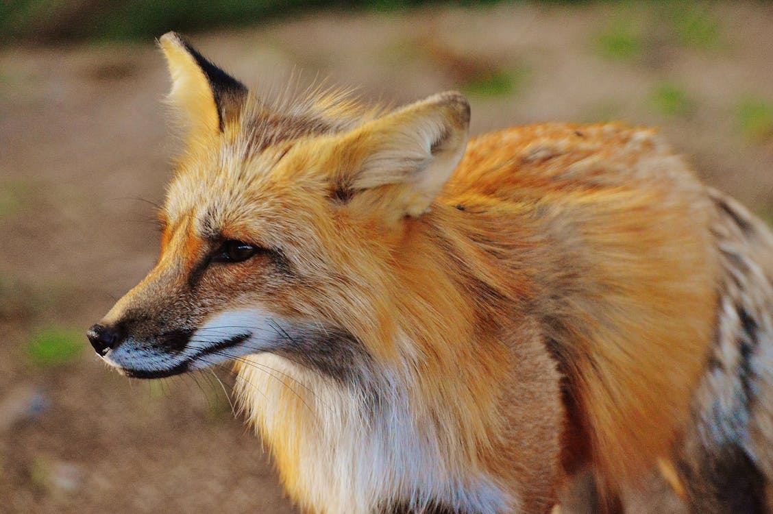 a fox looking away