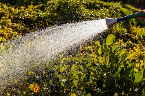 Watering Plants with Garden Hose