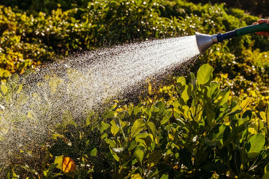 Photo by Jonathan Borba on Pexels Close-up of a garden hose watering sunlit green plants, highlighting the fresh leaves.