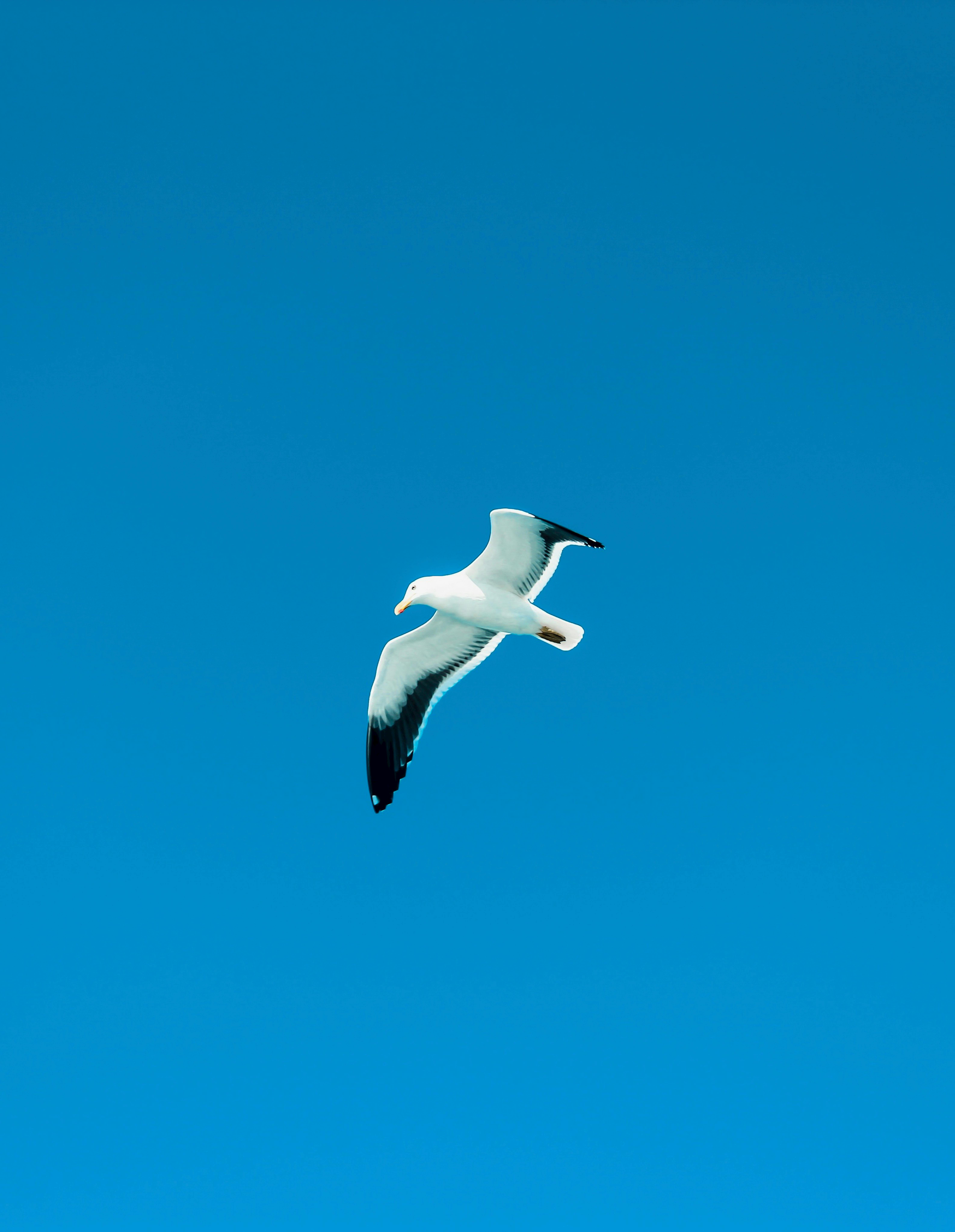A seagull elegantly flying against a vivid blue sky in Arraial do Cabo, Brasil.