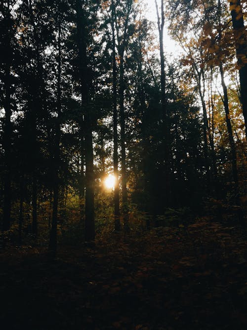 Sun Behind Trees in Forest