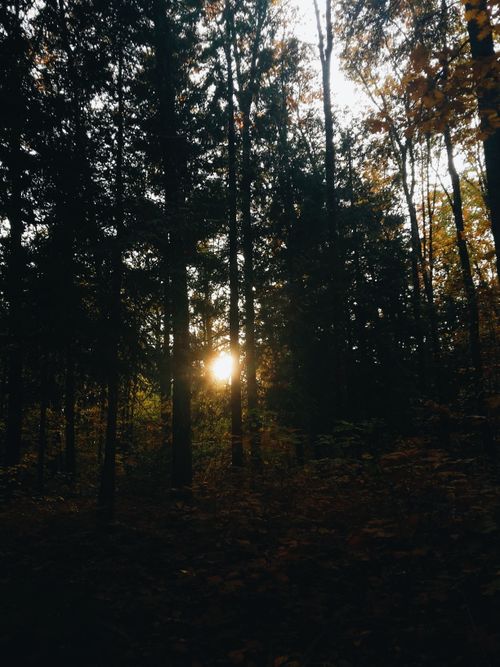 Free Captivating sunset light streaming through a dense autumn forest in the UK. Stock Photo