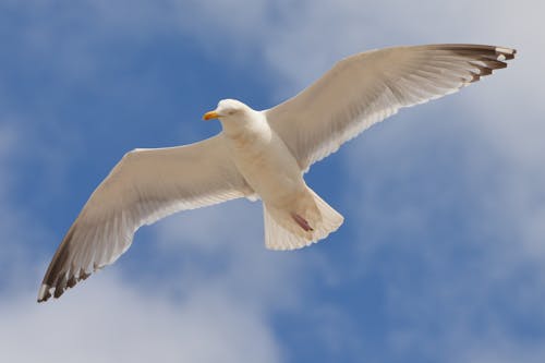 Белая птица летит под голубым и белым небом в дневное время