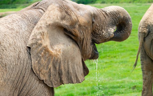 Ingyenes stockfotó afrikai elefánt, állatok, elefántcsont témában