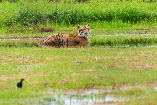 A Bengal tiger resting in lush green marshland, showcasing its natural habitat.
