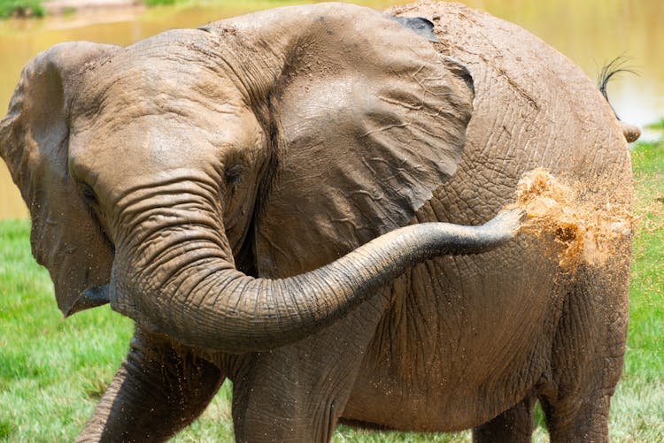 African Elephant Cooling Oneself