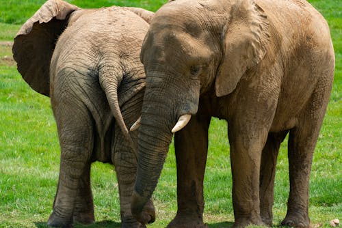 Two Elephants on a Grass Field 