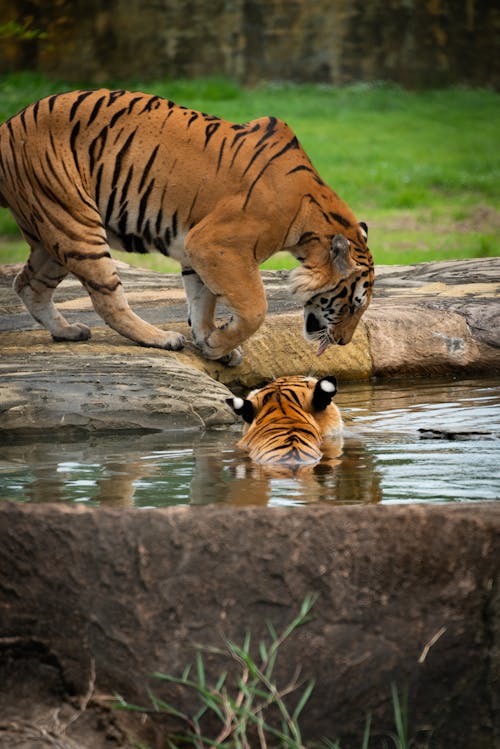 Základová fotografie zdarma na téma bazén, divočina, tygři