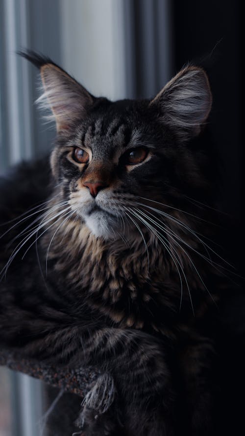 Kostnadsfri bild av djurfotografi, grå katt, långa whiskers