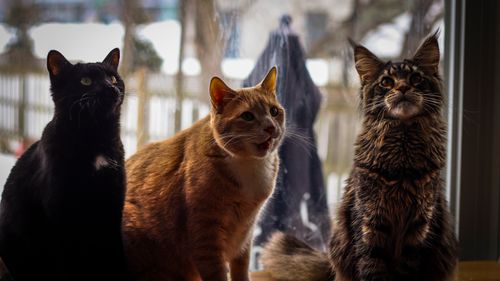 Free Three cats sitting by the window, looking outside with curiosity on a cozy day. Stock Photo