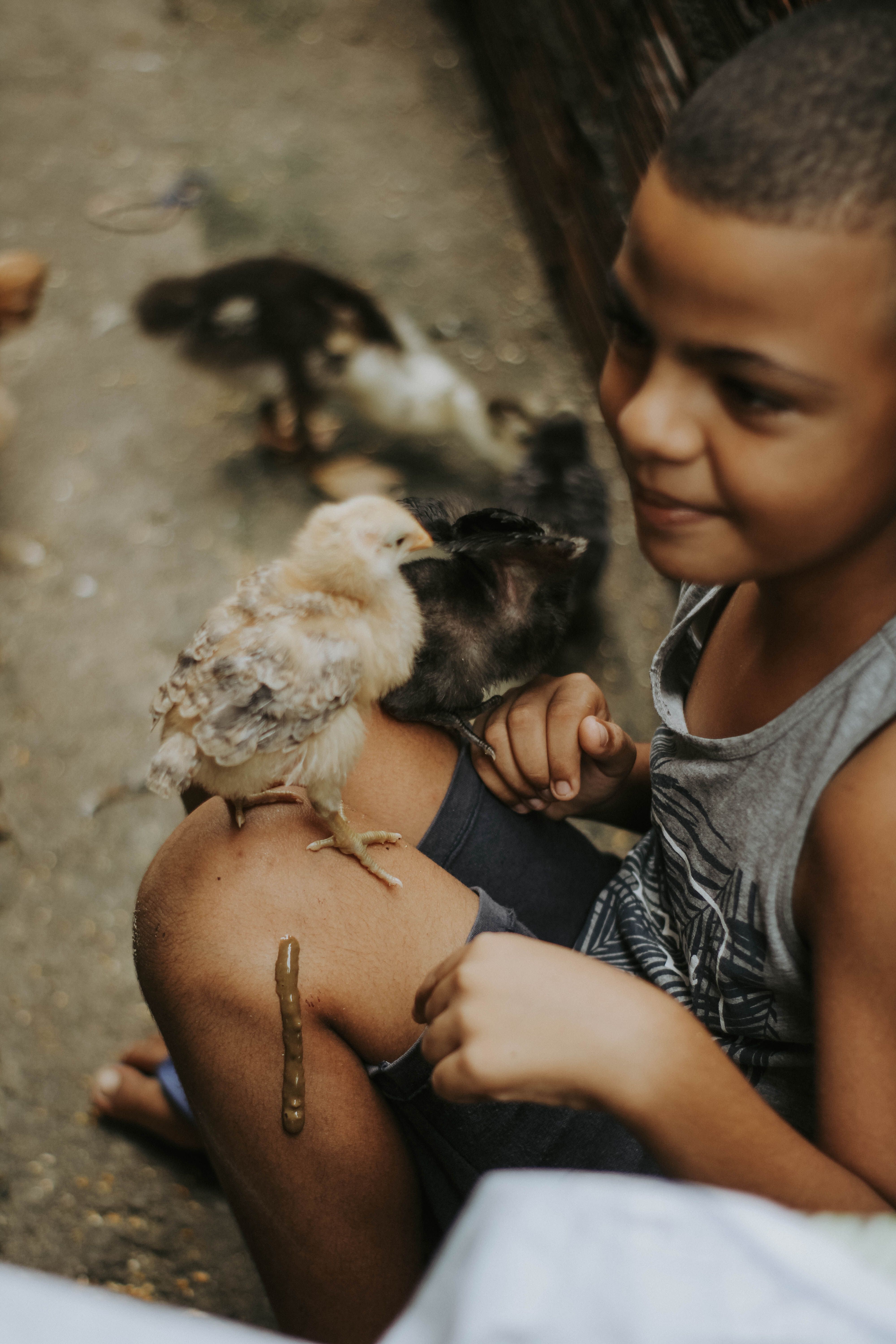Fotomural Un niño pequeño al aire libre sonriendo con polluelos en sus rodillas, disfrutando de la naturaleza.