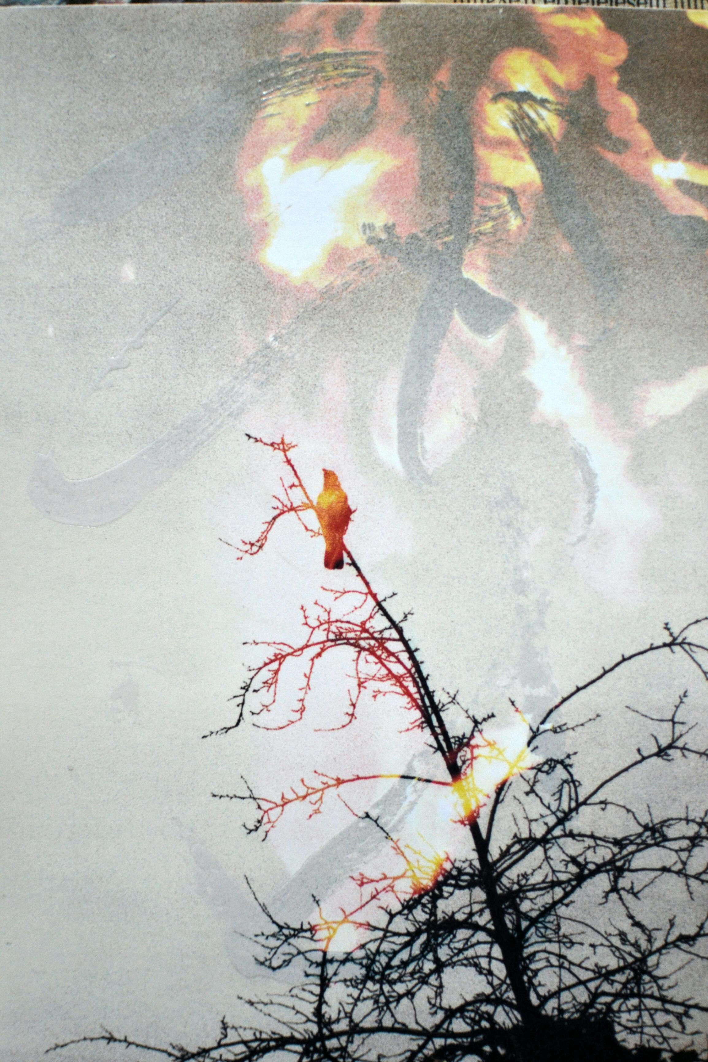 A striking image blending flames and a tree branch, creating a surreal effect.