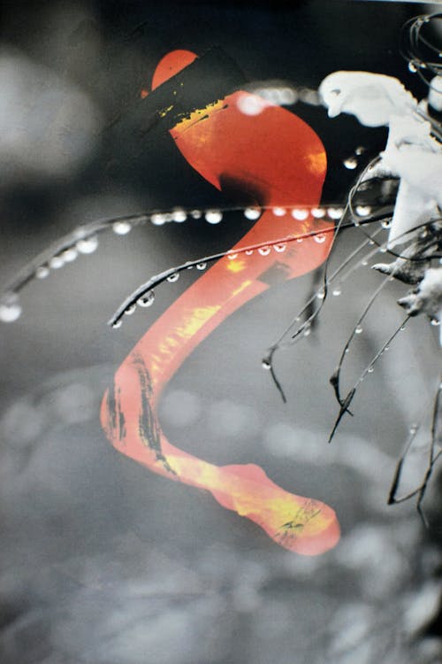 Darmowe zdjęcie z galerii z gałązki, krople, krople deszczu