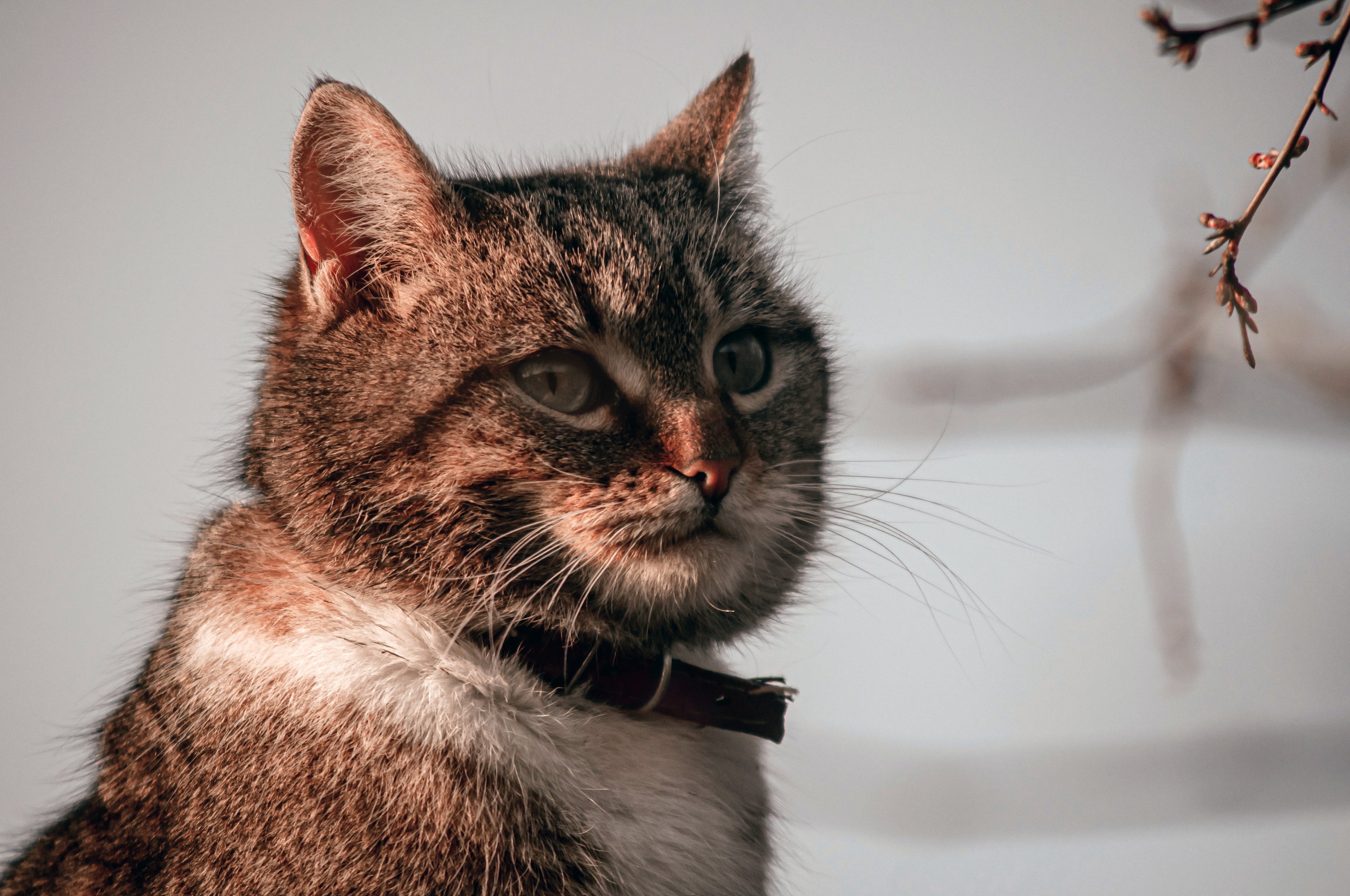 A close-up portrait of a tabby cat with a collar, captured outdoors in natural light.