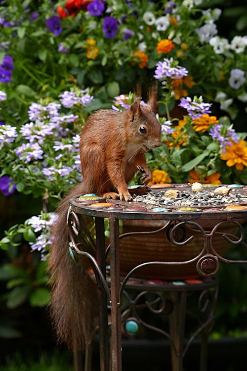 무료 낮 동안 검은 금속 원탁에 갈색 다람쥐 스톡 사진