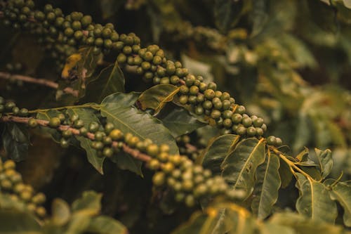 Close up of Green Fruit on Branches