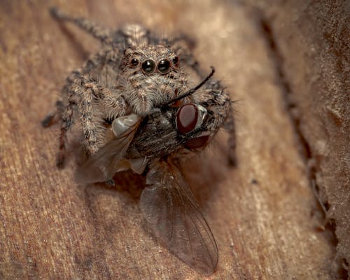 Spider Eating Fly