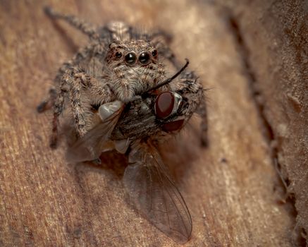 Jumping Spider