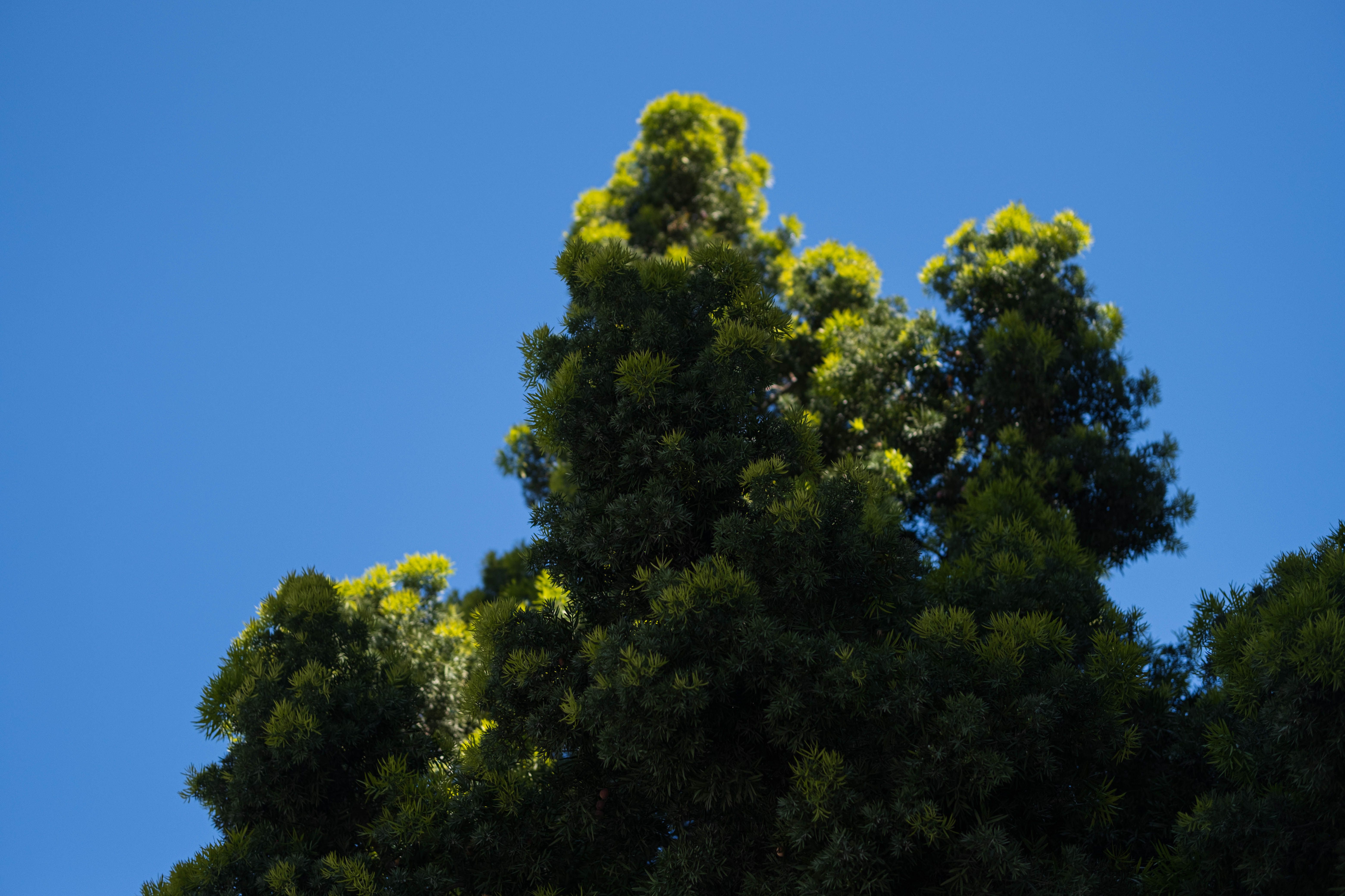 Villa Aurélienne & its Sequoia Park