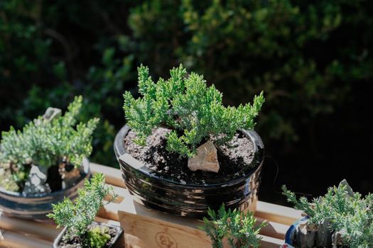 Close-up of green plant in sunlit black flowerpot, Los Angeles, CA.
