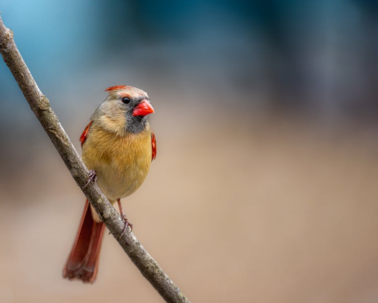 Cardinal Perching On Branch