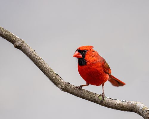 Free Close-up of a striking red northern cardinal perched on a branch against a neutral background. Stock Photo