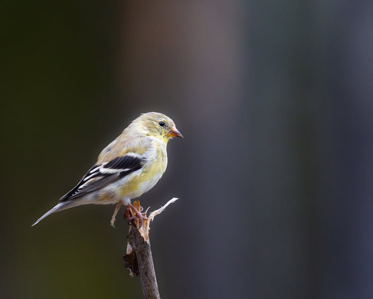 Bird Perching On Stick