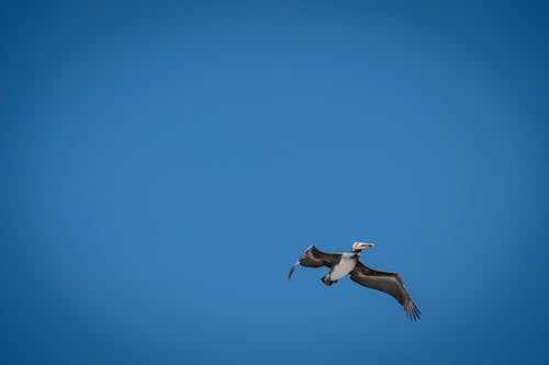 Immagine gratuita di animale, cielo azzurro, cielo sereno