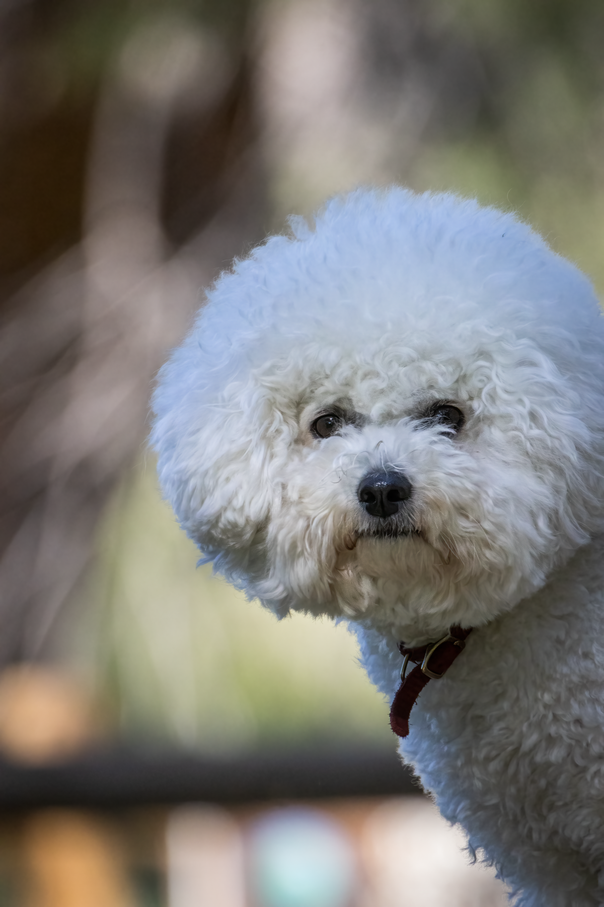 Petit chien blanc : 8 races à reconnaître et leurs différences
