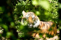 Tiger Through Green Leaves during Day