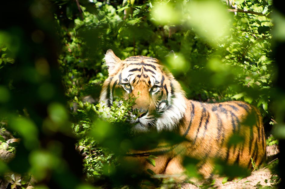 Tiger Through Green Leaves during Day · Free Stock Photo