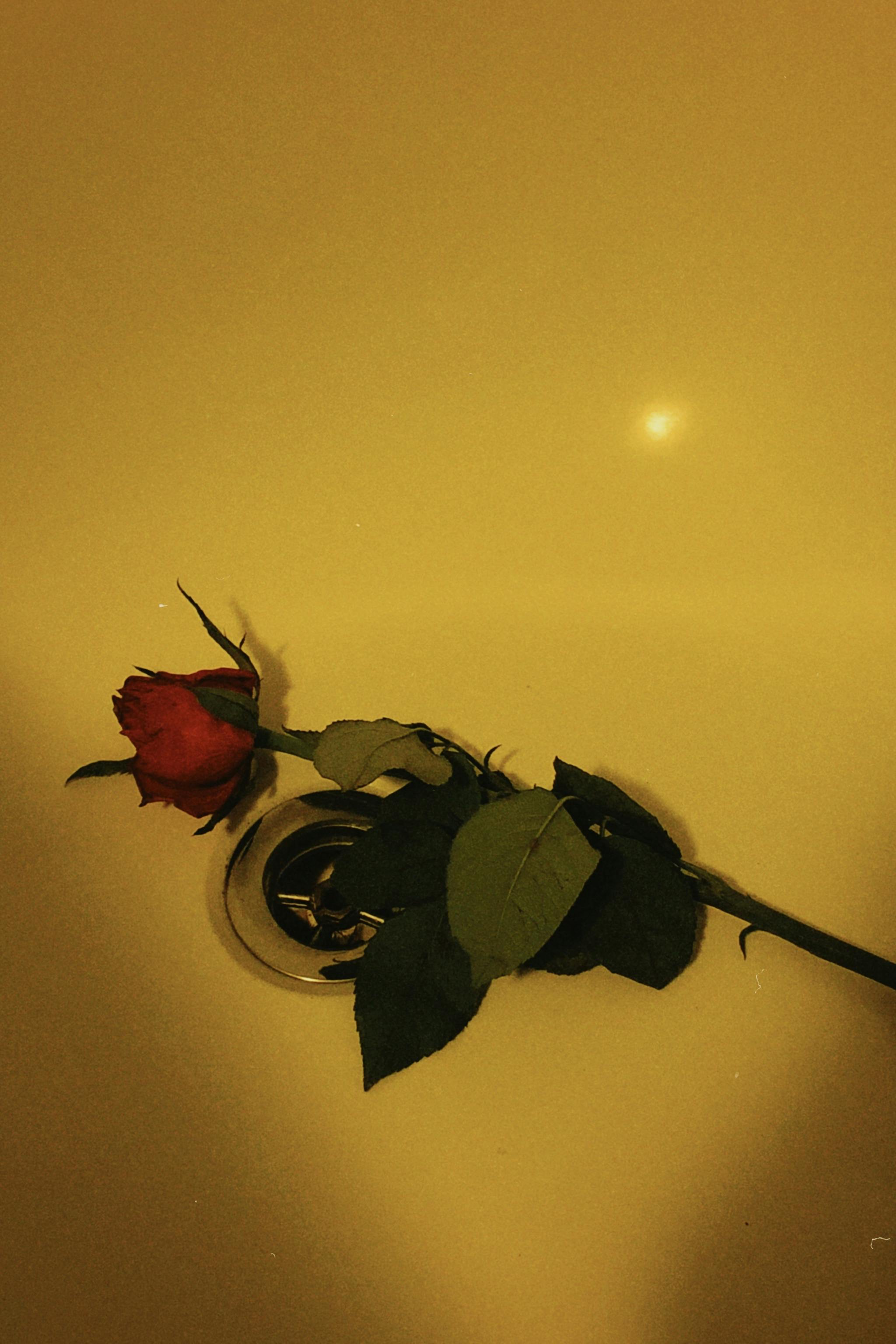Rose in Bathtub · Free Stock Photo
