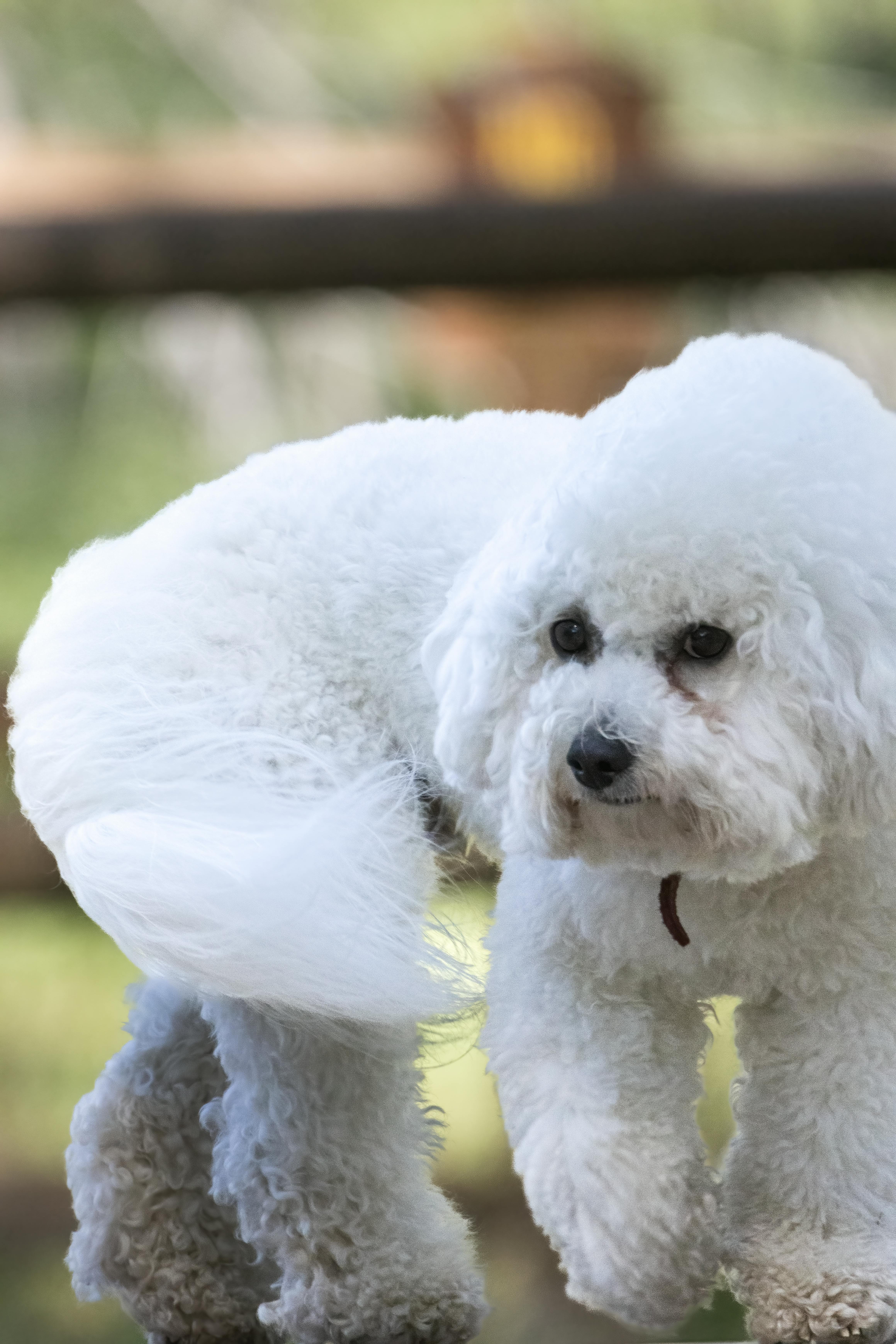 Close up of White Dog · Free Stock Photo