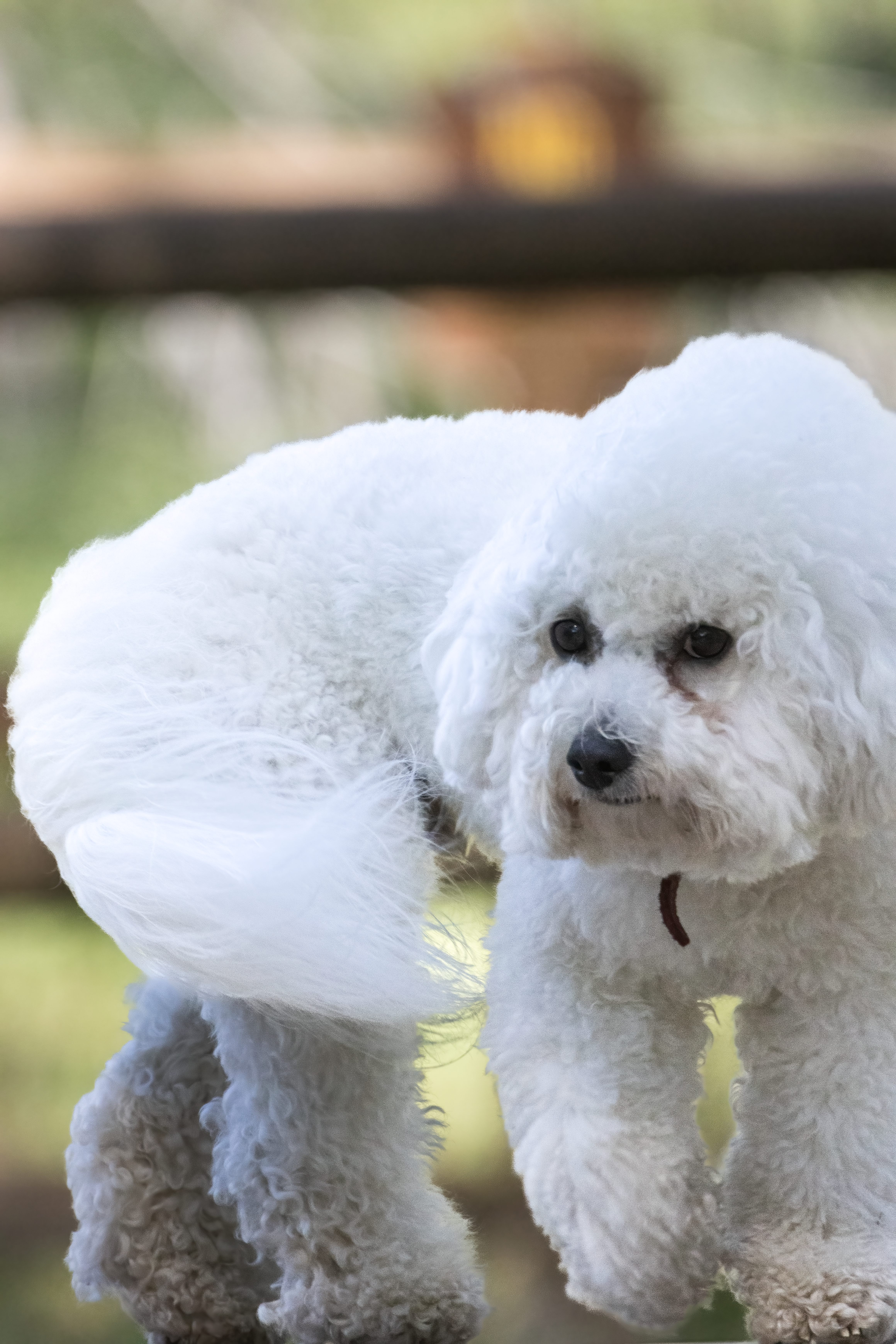 Close up of White Dog · Free Stock Photo
