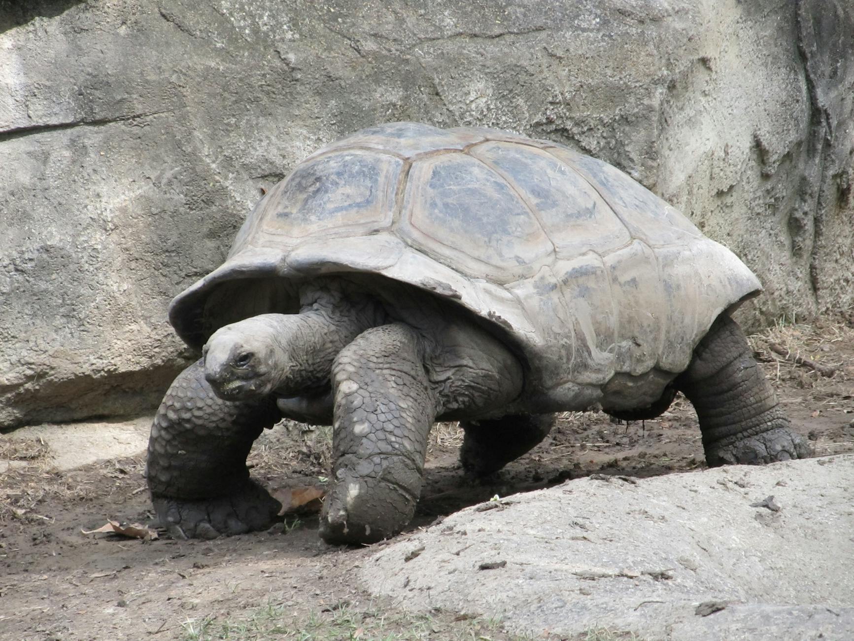https://images.pexels.com/photos/162307/giant-tortoise-reptile-shell-walking-162307.jpeg?auto=compress&cs=tinysrgb&dpr=2&h=650&w=940