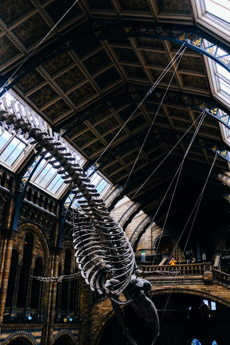 Dinosaur Skeleton In Museum