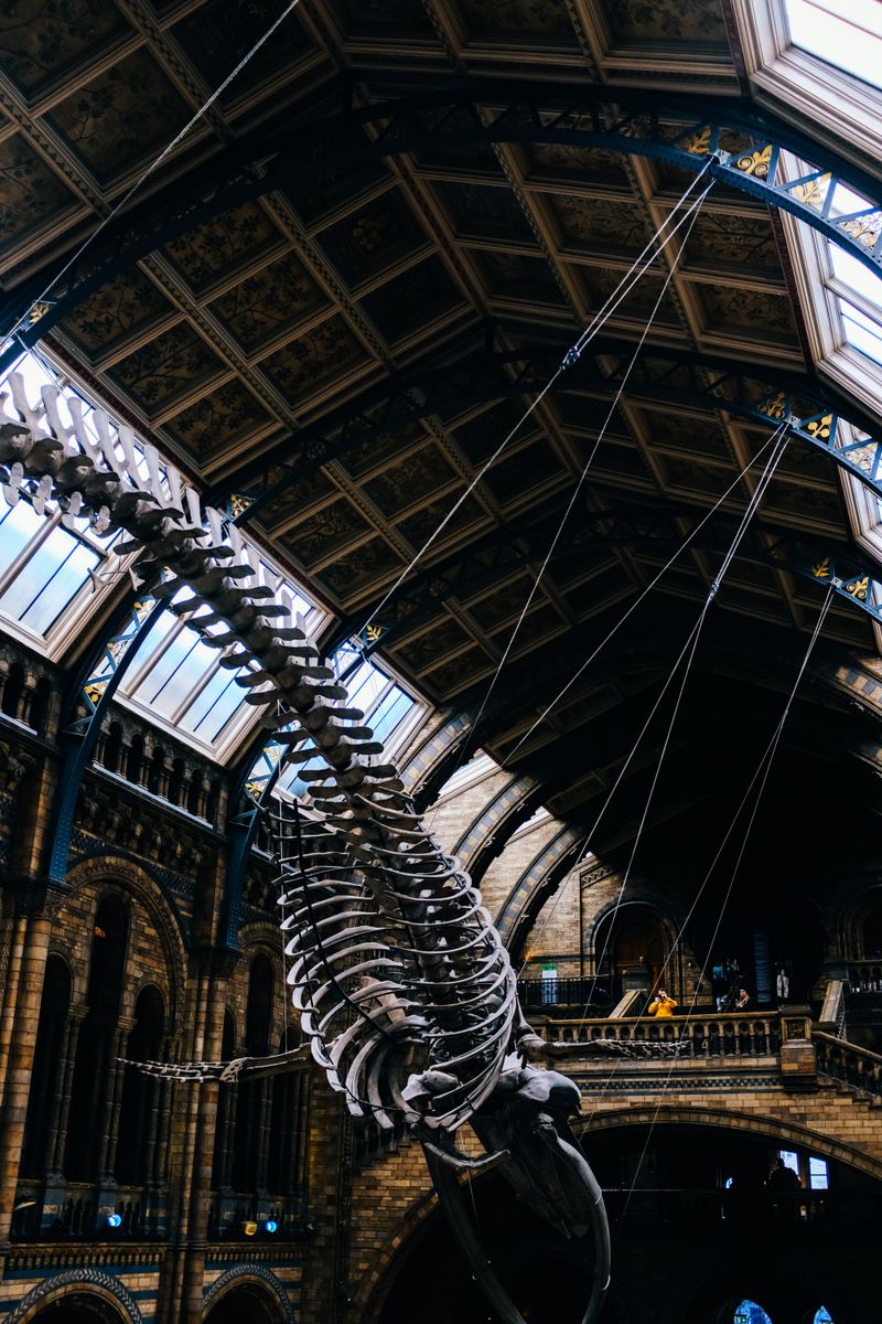 Natural History Museum Interior with Suspended Whale Skeleton · Free ...