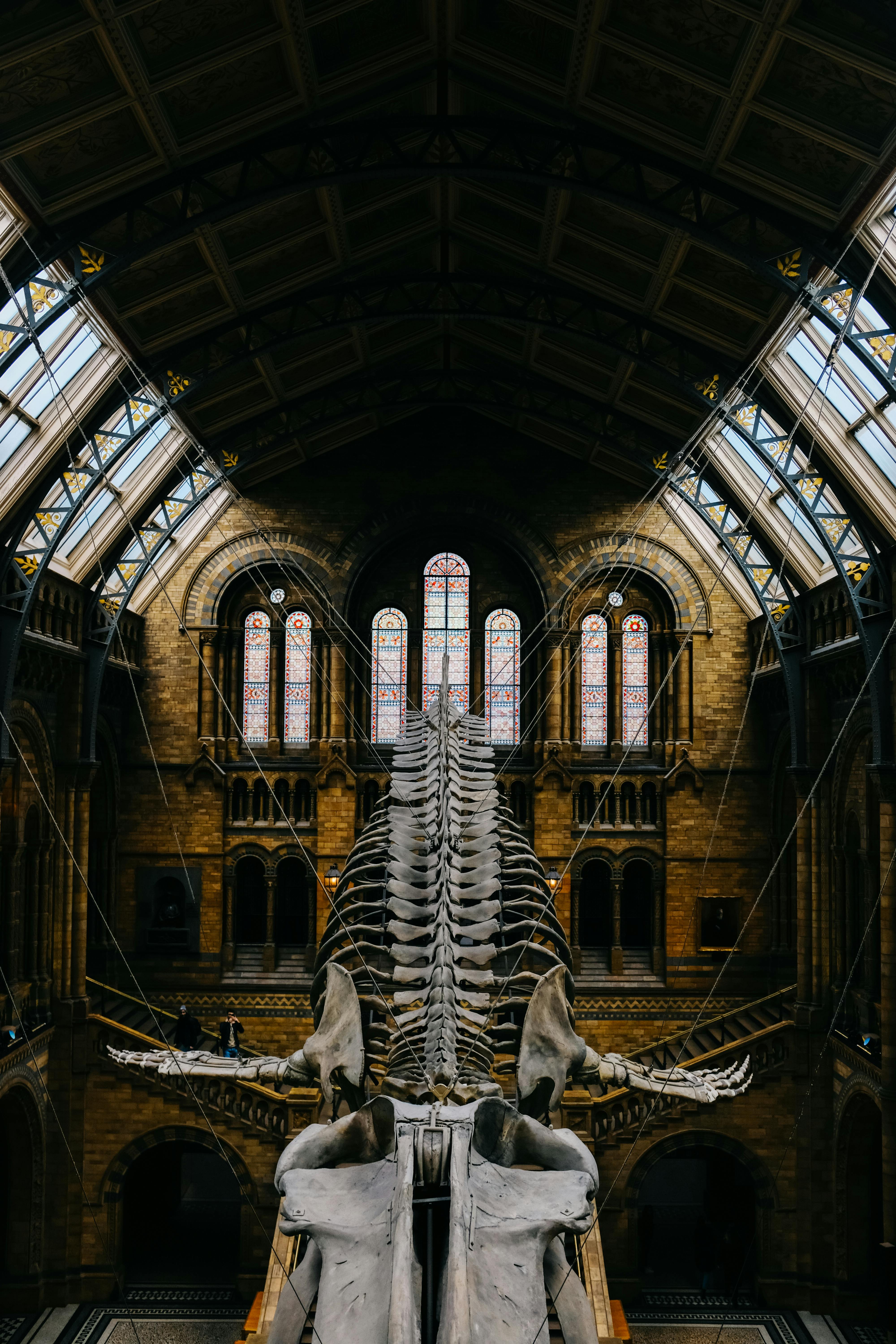 Elevated view of a dinosaur skeleton in a grand museum hall, showcasing architectural beauty.