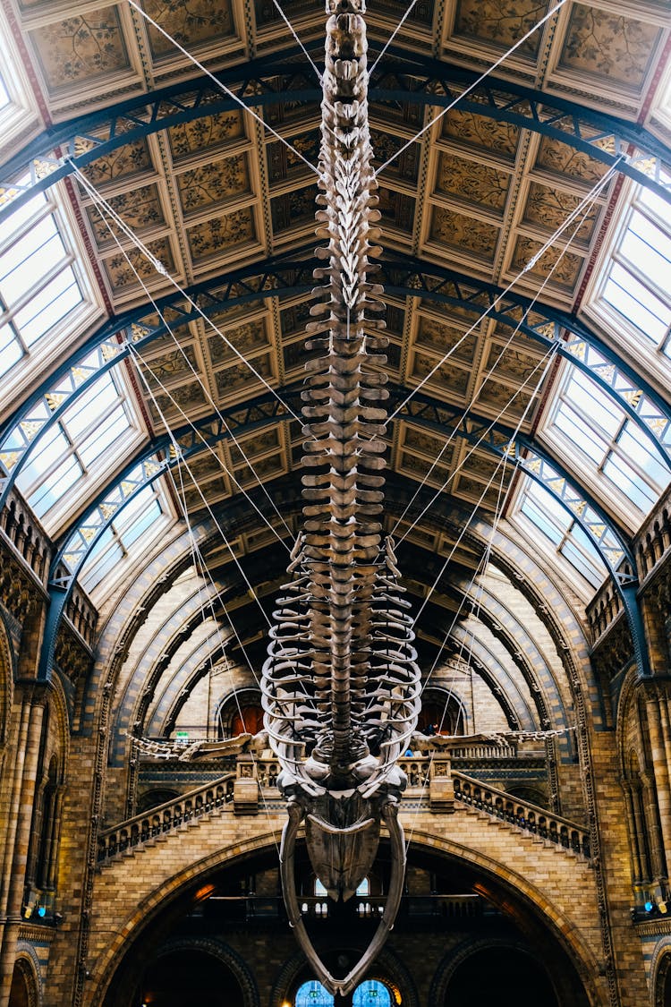 Dinosaur Skeleton Under Ornamented Ceiling In Museum