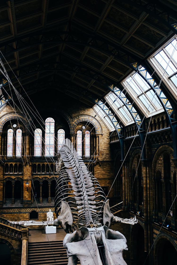 Dinosaur Skeleton In History Museum