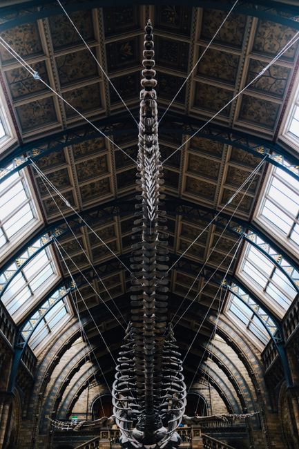 Vertical view of a whale skeleton exhibit in London's Natural History Museum, showcasing Victorian architecture and symmetry.