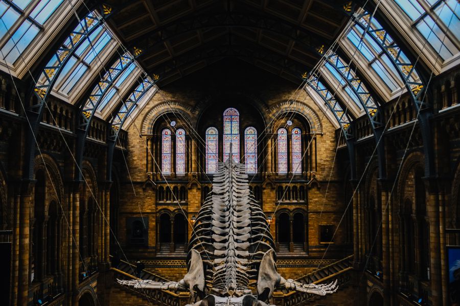 A large dinosaur skeleton displayed in a museum's grand hall