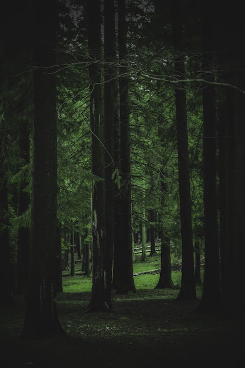 Trees in Green Forest