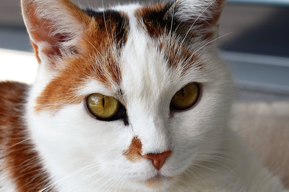 animal removal near me Duarte animal removal Duarte