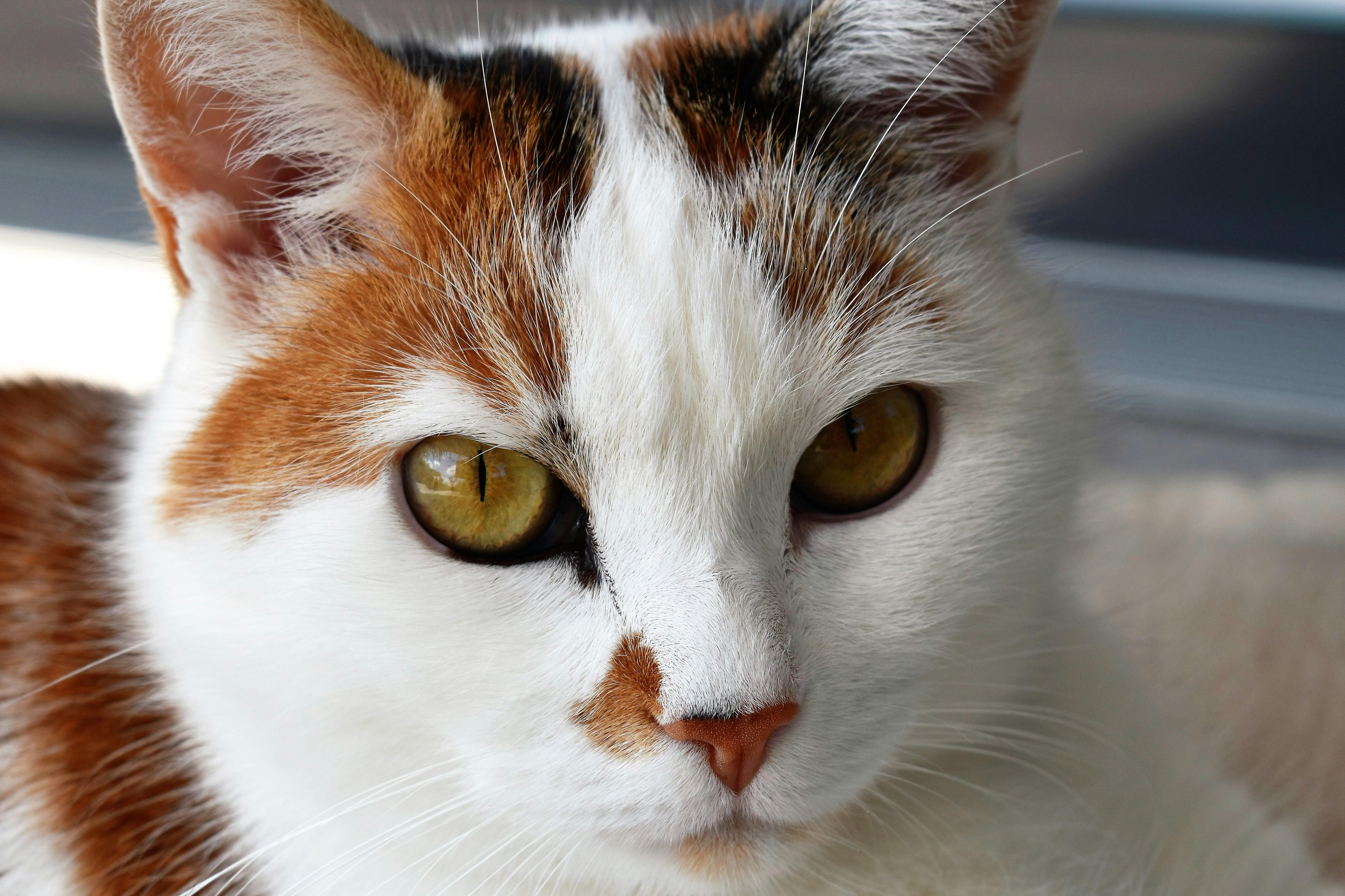 brown and white dappled cat