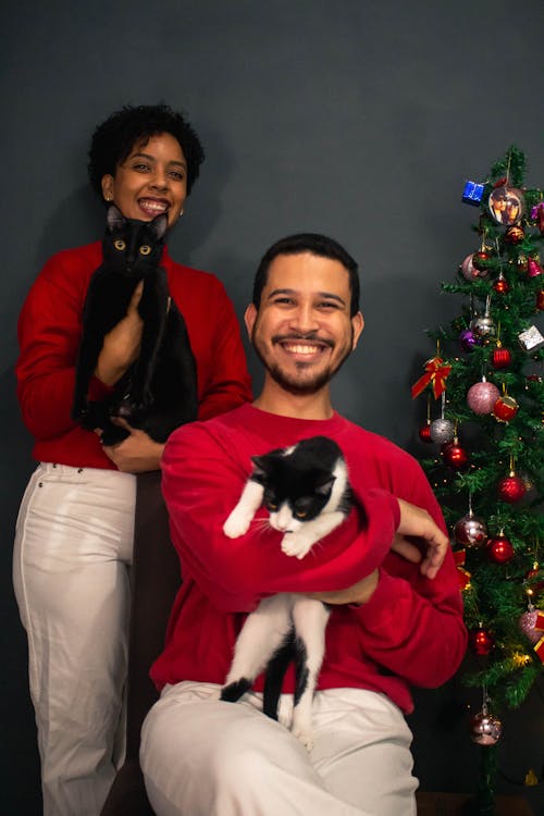 Бесплатное стоковое фото с домашняя кошка, кошки, любитель кошек
